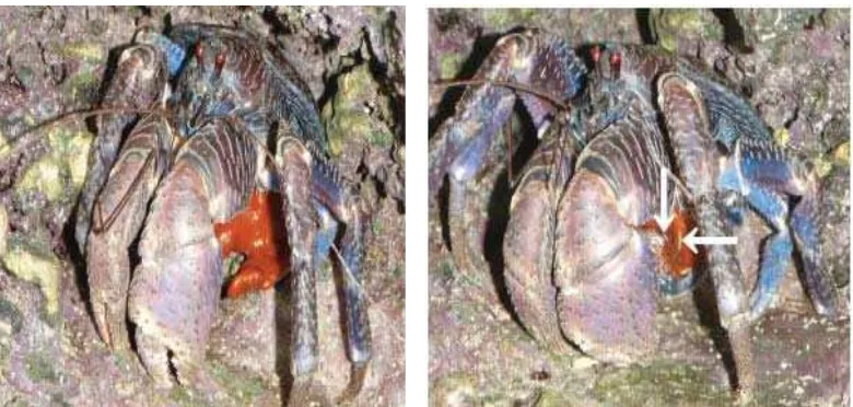 Gambar 3 Ketam kelapa mengeluarkan telur dari tubuh (Taku Sato dan Kenzo Yoseda, http://www.mba.ac.uk/jmba/pdf/6370.pdf, 2009)