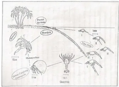 Gambar 4 Siklus hidup Ketam Kelapa (B. Latro) (Fletcher dan Amost,1993) 