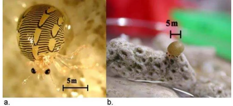 Gambar 5 Juvenil ketam kelapa (a) dan Juvenil dengan cangkang gastropoda (b) http://www.iucnredlist.org/details/2811