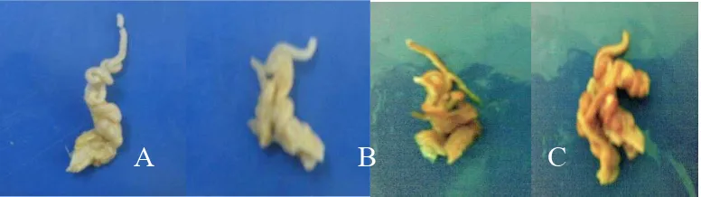 Gambar 9  Ciri kelamin secara morfologis ketam kelapa (A) Betina memiliki pleopoda. (B) jantan tidak memiliki pleopoda