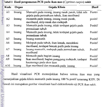 Tabel 1 Hasil pengamatan PCR pada ikan mas (Cyprinus carpio) sakit 