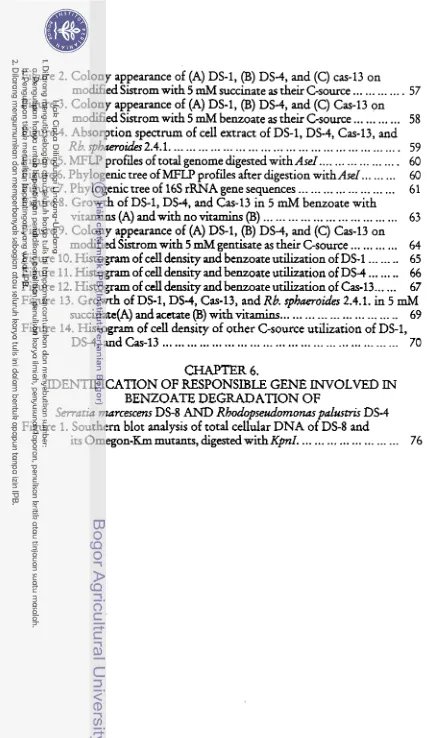 Figure 2. Colony appearance of (A) DS-1, (B) DS-4, and (C) cas-13 on ... ... .. 