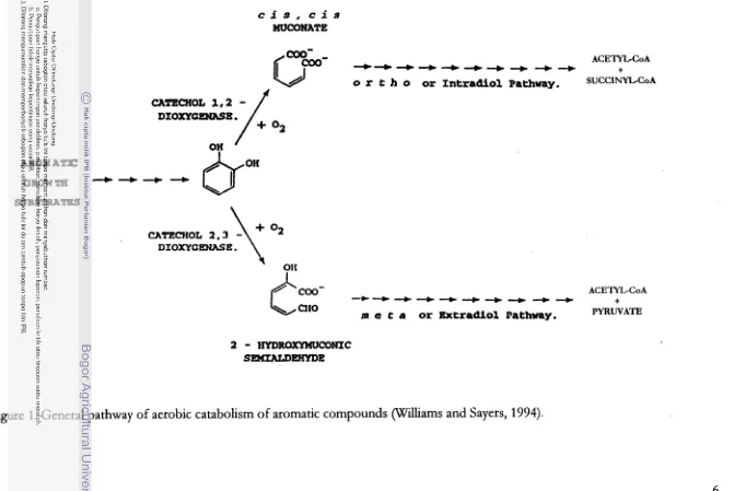 Figure 1. General pathway of aerobic catabolism of aromatic compounds (Wdl.mns and Sayers, 1994)