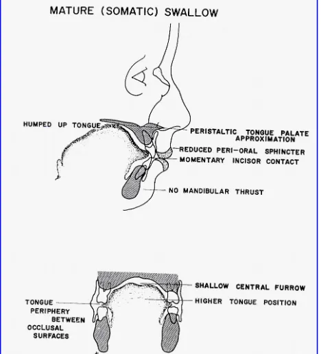 Gambar. 3. Pola Penelanan Dewasa