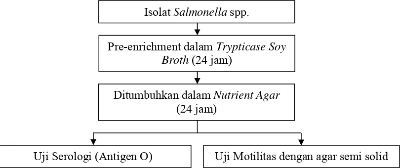 Gambar 5. Tahapan kerja pada identifikasi serovar Salmonella spp. 