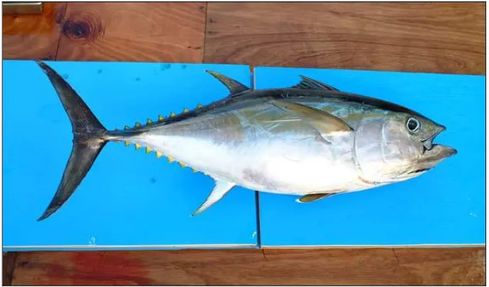 Gambar 2  Ikan tuna mata besar (Thunnus obesus). 
