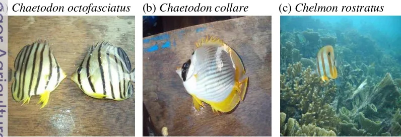 Gambar 2 Spesies ikan Chaetodontidae (Titaheluw 2010).