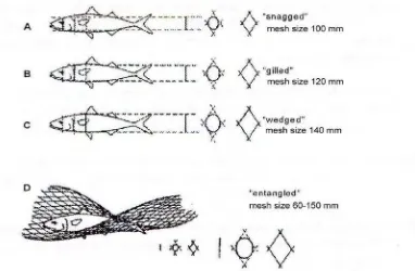 Figure 2. Capture conditions of a same sized fish by gillnets of different mesh size 