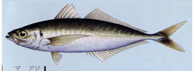 Figure 3. Japanese Jack mackerels (Trachurus japonicus) 