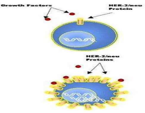 Gambar 6. Reseptor Human Epidermal Growth Factor Reseptor-2 (HER-2/neu) 