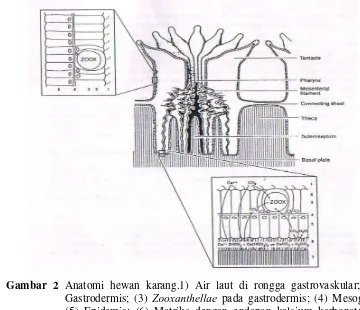 Gambar 2 Anatomi hewan karang.1) Air laut di rongga gastrovaskular; (2) Gastrodermis; (3) Zooxanthellae pada gastrodermis; (4) Mesoglea; (5) Epidemis; (6) Matriks dengan endapan kalsium karbonat; (7) Skeleton (Birkeland 1997)