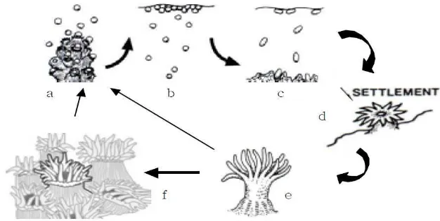 Gambar 3  Siklus reproduksi seksual karang (Timotius 2003) Ket: Telur & sperma dilepaskan ke kolom air (a) fertilisasi menjadi zigot terjadi di permukaan air (b) zygot berkembang menjadi larva planula yang kemudian mengikuti pergerakan air 