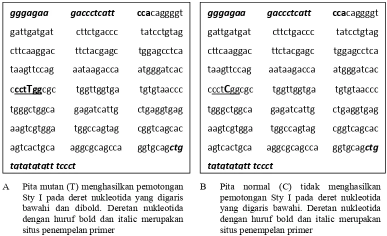 Gambar 3. Runutan nukleotida gen PYGM Bos taurus No. Acc GenBank  