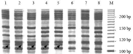 Gambar 3. Pita  AFLP dari  8  klon  karet. Pita  E-ACA/M-CAG110                 pada   klon-klon  RRIC100,  RRIM600,  GT1, PB260,  dan BPM1  yang  tergolong  resisten  terhadap                   penyakit  gugur    daun     merupakan pita DNA yang hanya  di