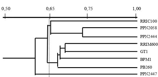 Figure 5.   Dendogram of eight rubber clones  from the                              based on RAPD and  AFLPresult of cluster analysis  with  UPGMA method   