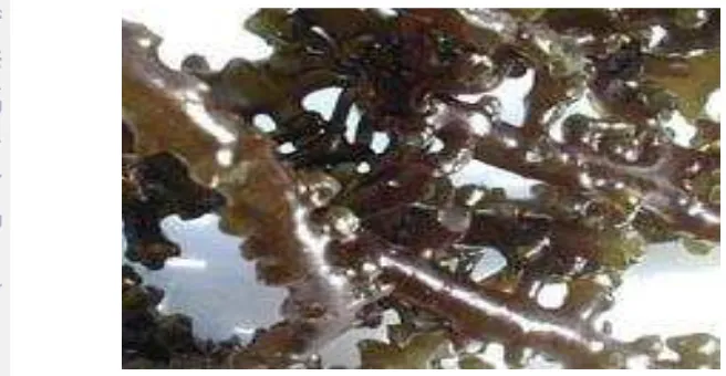 Gambar 1. Rumput laut Kappaphycus alvarezii (Sumber Foto, Neish 2003) 