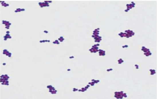 Gambar 2.  Staphylococcus aureus pembesaran x1000 (Brooks et al., 2013). 