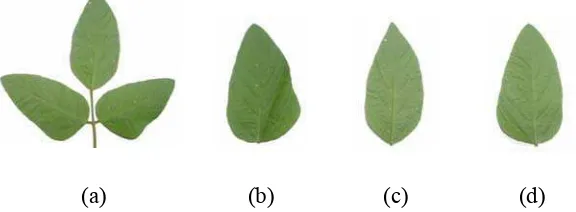 Gambar 2.1 daun kedelai, (a) daun trifoliate kedelai, (b) ruas samping kanan daun 