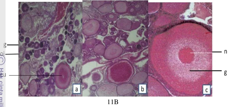 Gambar 11. Struktur histologi ikan nila merah pada perlakuan H (T4 100 ng/g BT, 