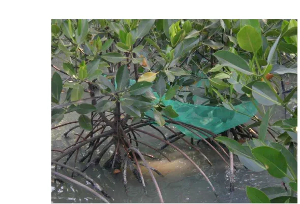 Gambar 8 Penempatan penangkap serasah dalam ekosistem mangrove 