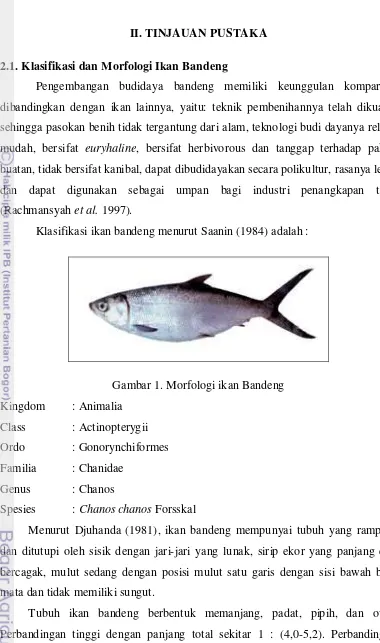 Gambar 1. Morfologi ikan Bandeng 