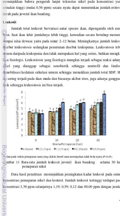 Gambar 11 Rata-rata jumlah leukosit juvenil  ikan bandeng   selama 30 hari 