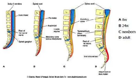 Gambar 10. Perkembangan Medula spinalis