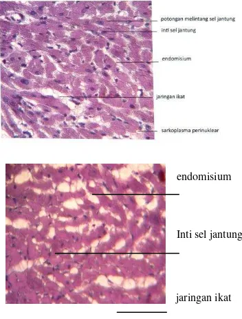 Gambar 4 . Histologi  organ     jantung 