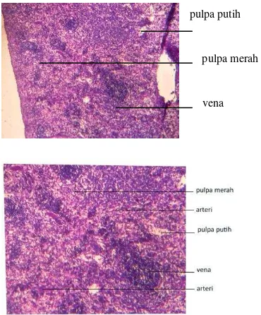 Gambar 8.  Histologi     organ     limpa  
