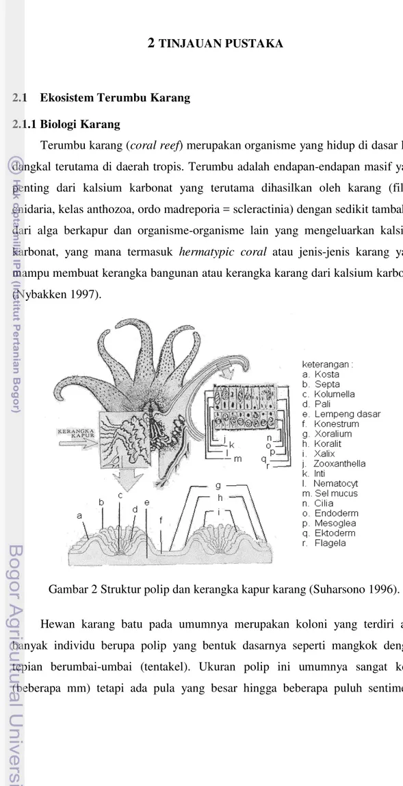 Gambar 2 Struktur polip dan kerangka kapur karang (Suharsono 1996). 