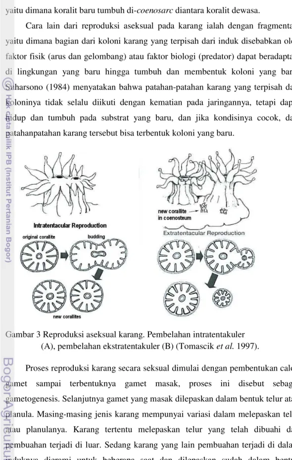 Gambar 3 Reproduksi aseksual karang. Pembelahan intratentakuler                  (A), pembelahan ekstratentakuler (B) (Tomascik et al