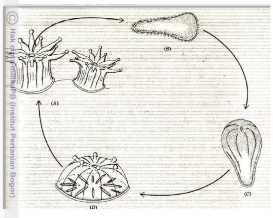 Gambar  4  Sistem reproduksi karang secara seksual (fertilisasi) : (a) Polip  dewasa, (b) Larva planula, (c) Planula stadium akhir, (d) Polip  muda (Nybakken 1997)