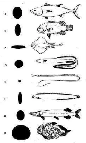 Gambar 2.9. Bentuk-bentuk tubuh ikan (Bond, 1979) 