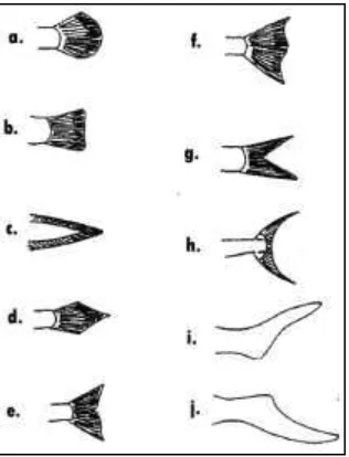 Gambar 2.10. Bentuk morfologi ekor ikan (Affandi dkk, 1992). 