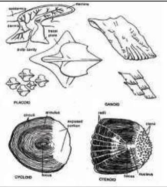 Gambar 2.12 Bentuk-bentuk sisik ikan (Bond, 1979) 