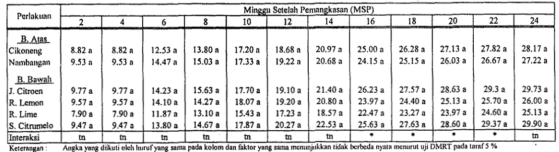 Tabel 5, Jumlah Tunas Tana~narl Jeruk Besar 'Cikoneng' dan 'Nambangail' pada Berbagai Perlakuan 
