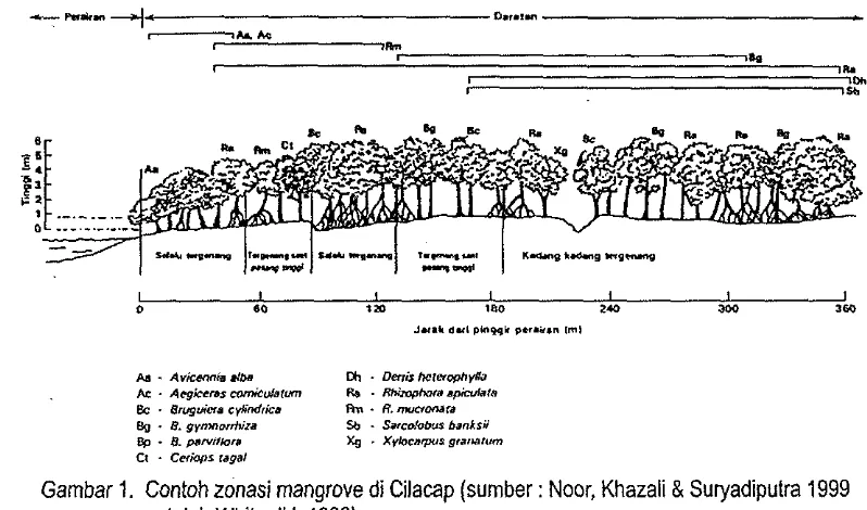 Gambar 1. Contoh zonasi mangrove di Cilacap (sumber : Noor, Khazali & Suryadiputra 1999 