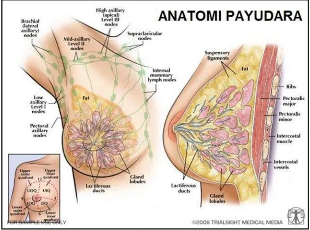 Gambar 1. Anatomi Payudara (Sumber: Trialsightmedicalmedia, 2008).