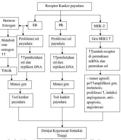 Gambar 4. Kerangka Teori Hubungan Estrogen ReceptorReceptor (ER), Progesteron (PR), dan Human Epidermal Growth Receptor–2 (HER–2) dengan DerajatKeganasan Kanker Payudara