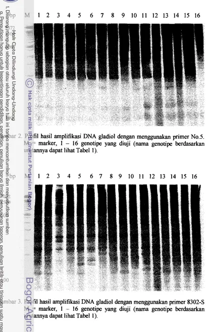 Gambar 2. Profil hasil amplifikasi DNA gladiol dengan menggunakan primer No.5. 