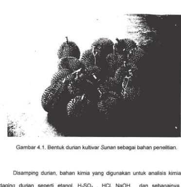 Gambar 4.1. Sentuk durian kultivar Sunan sebagai bahan penelitian. 