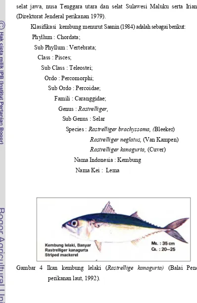 Gambar 4 Ikan kembung lelaki (Rastrellige kanagurta) (Balai Penelitian    