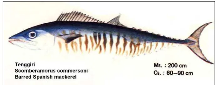 Gambar 6 Tenggiri (Scomberomorus commersoni) (Balai Penelitian Perikanan Laut, 1992). 