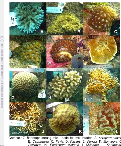 Gambar 17. Beberapa karang rekrut pada terumbu buatan. A.  Acropora nasuta, 