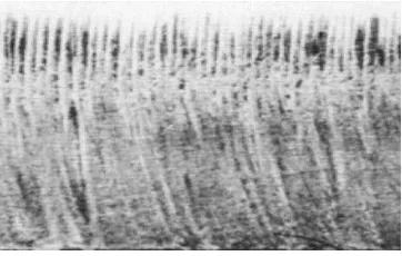 Fig. 1: A typical cut edge mild steel showing the periodical striation 
