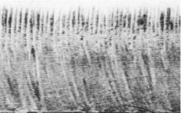 Fig. 1: A typical cut edge mild steel showing the periodical striation 