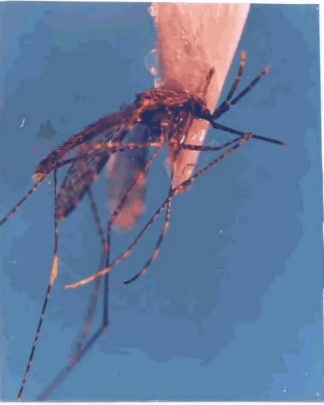 Gambar 8 Nyamuk Amphelm balobacencis 