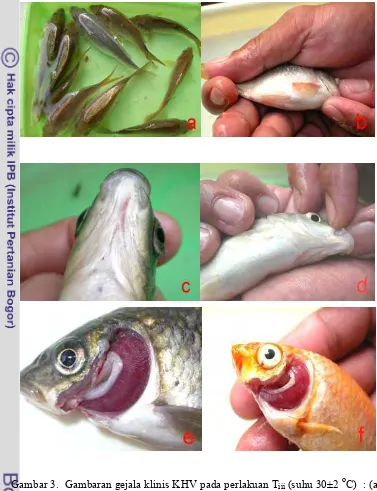 Gambar 3.  Gambaran gejala klinis KHV pada perlakuan Tiii (suhu 30±2 oC)  : (a.) sejumlah ikan dari populasi perlakuan T, terlihat masih tampak 