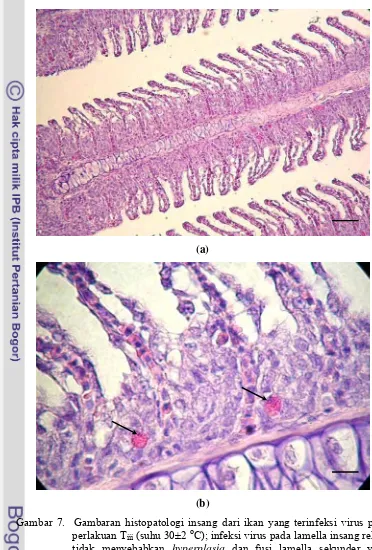 Gambar 7.  Gambaran histopatologi insang dari ikan yang terinfeksi virus pada perlakuan Tiii (suhu 30±2 oC); infeksi virus pada lamella insang relatif tidak menyebabkan hyperplasia dan fusi lamella sekunder yang parah,  arsitektur lamella insang masih  terlihat jelas, bar = 43 µm (a); badan inklusi virus terlihat diantara beberapa lamella sekunder dengan intensitas yang lebih jarang,  anak panah, bar = 5.6 µm (b) 