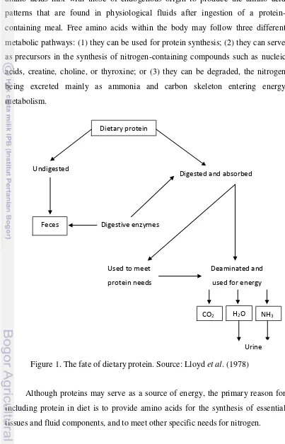 Figure 1. The fate of dietary protein. Source: Lloyd et al. (1978) 